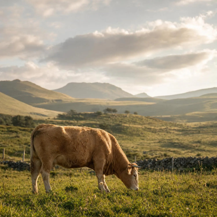 Vache nourrie à l'herbe en pâturage extensif